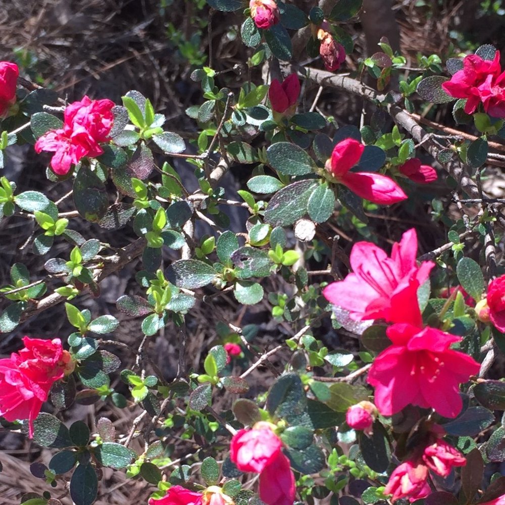 Meet your Posher, Aly